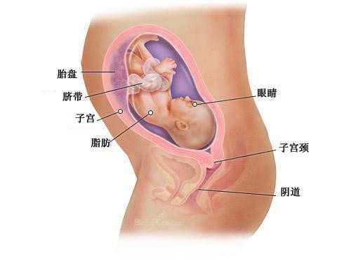 北京50岁的卵子_神州中泰助孕官网_第二次试管移植流程_试管婴儿第二次移植费